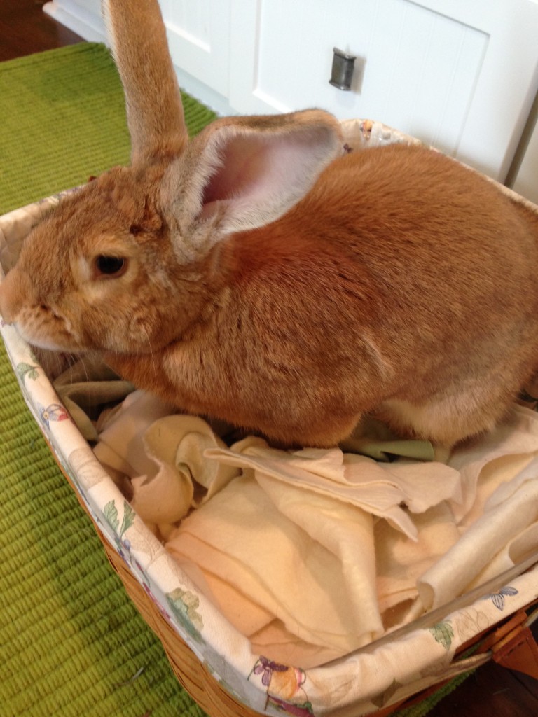 Brandy - Fairly Merry's Sewing Companion